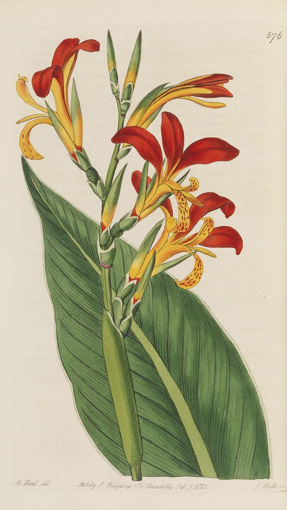 Sydenham Edwards - The botanical register. Bd. 7.  (1821)