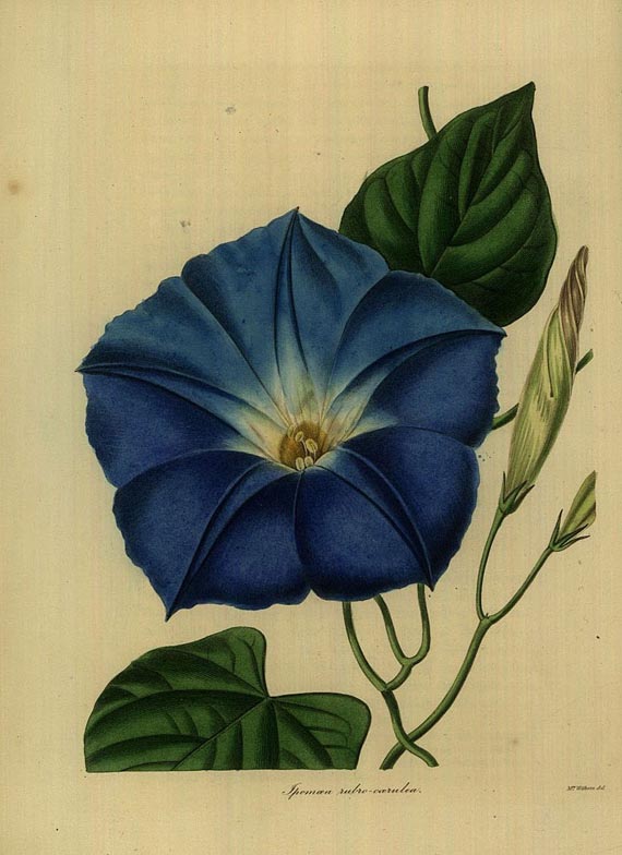 Benjamin Maund - The botanist. Vol II. (1836).