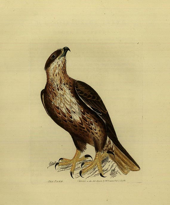 William Lewin - The birds of Great Britain. Vol I. (von 8). 1795