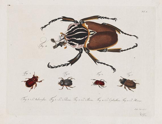 Carl Gustav Jablonsky - Natursystem. Die Käfer. 10 Hefte mit 195 Tafeln. 1785-1806. - 
