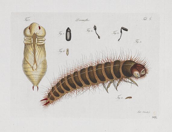 Carl Gustav Jablonsky - Natursystem. Die Käfer. 10 Hefte mit 195 Tafeln. 1785-1806.