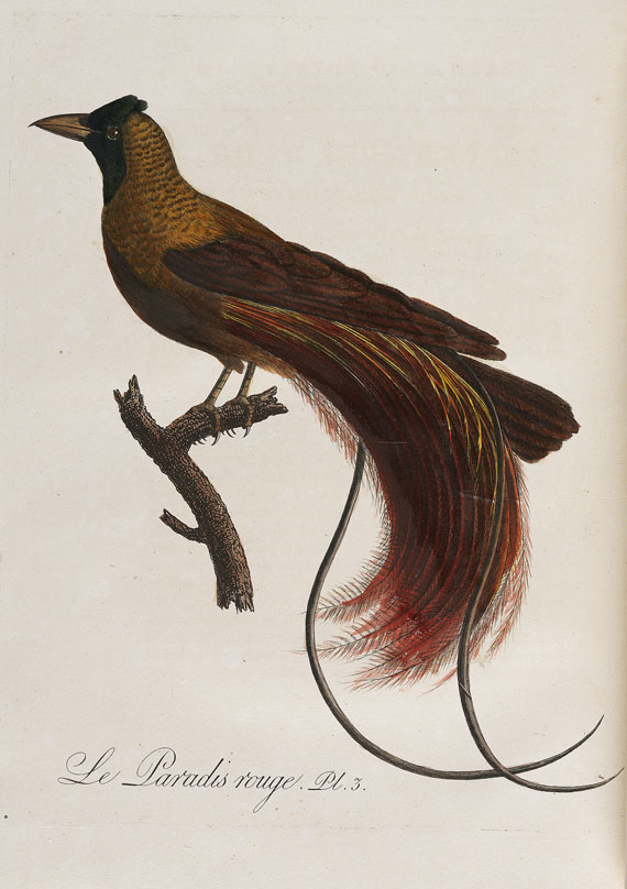 Jean Baptiste Audebert - Oiseaux Dorés ou à Reflets Métalliques. 2 Bde., Paris 1802