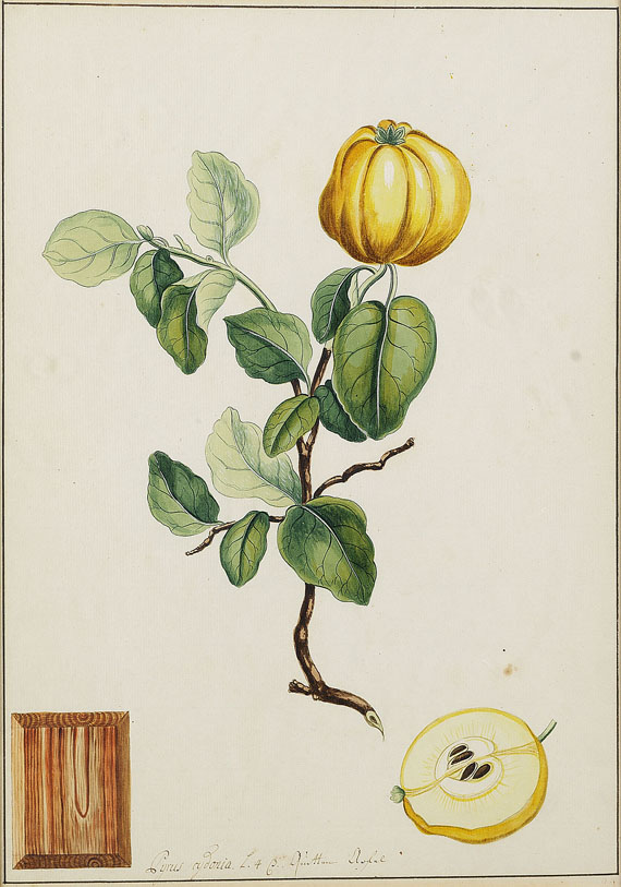  Blumen und Pflanzen - Cyrus cydonia. - Quitten Apfel.