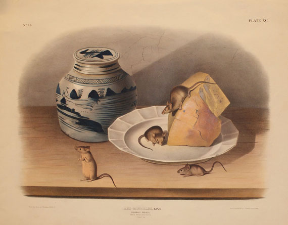 John James Audubon - 1 Bl., Common Mouse (Audubon). 1846.
