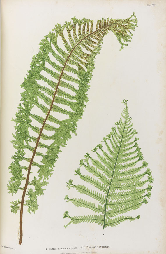Thomas Moore - The Ferns. 1855