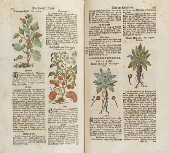 Theodor Zwinger - Theatrum botanicum. 1696.