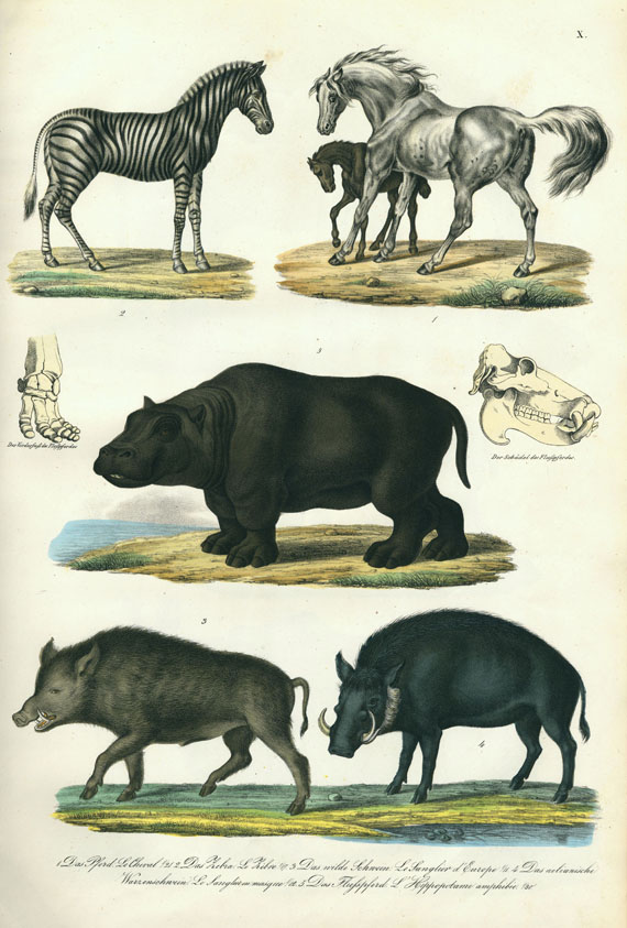 Heinrich Rudolf Schinz - Abbildungen aus der Naturgeschichte. 1837