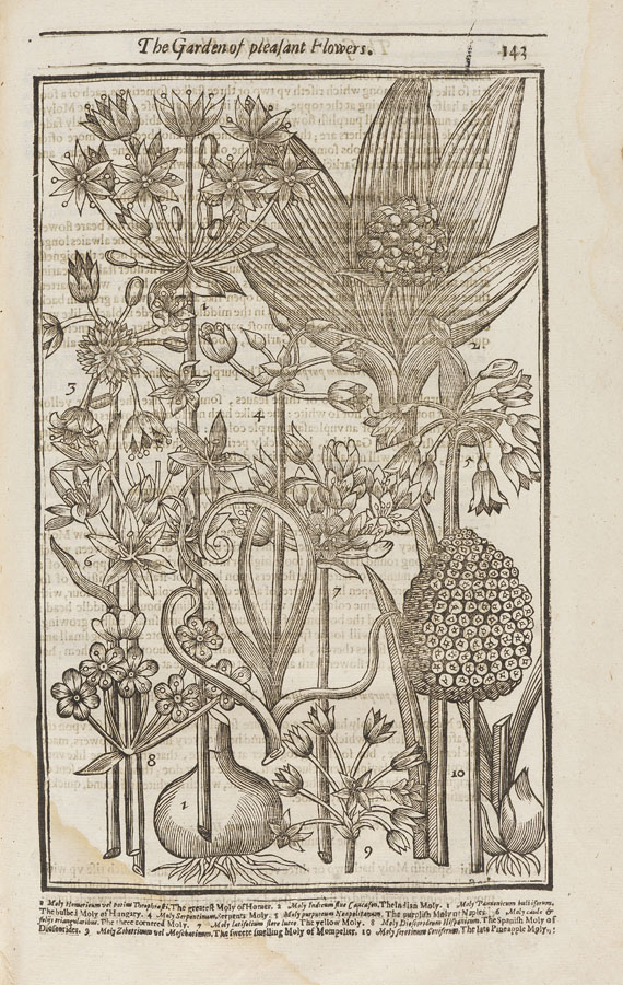 John Parkinson - Paradisi in Sole. 1629