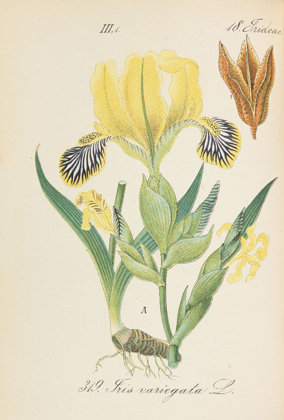 D. F. L. von Schlechtendal - Flora von Deutschland. 30 Bde. und Registerbd. 5. Aufl. 1880ff.