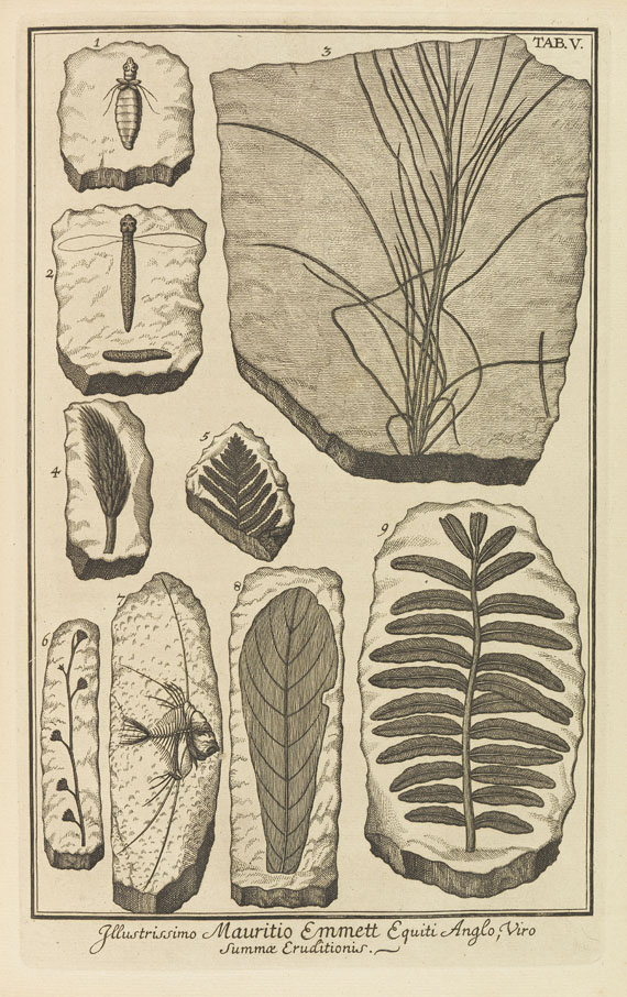 Johann Jakob Scheuchzer - Herbarium diluvianum collectum. 1753