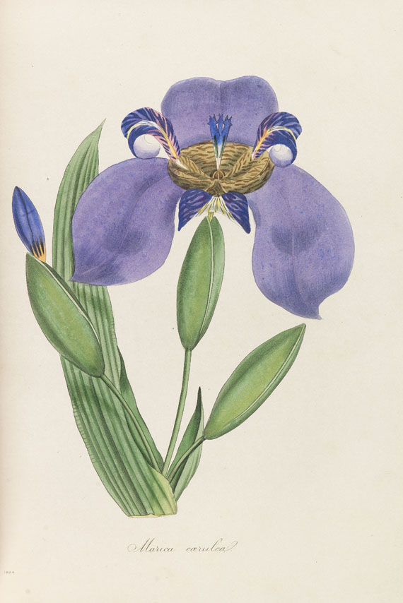 Joseph Paxton - Magazine of botany. 9 Bde. 1834-1844 - 