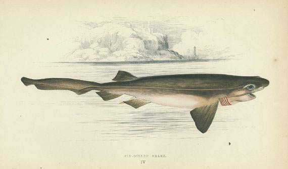 Jonathan Couch - Fishes of the British Islands. 4 Bde. 1862-66