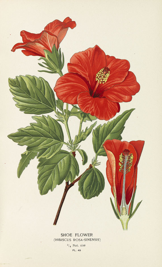 Step, Edward - Favourite Flowers of Garden and Greenhouse. 4 Bde. 1896