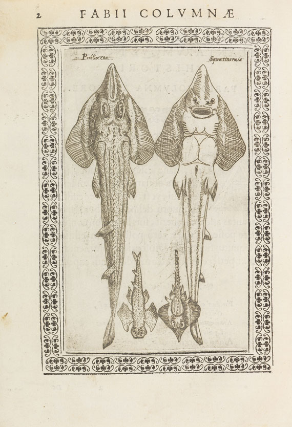Fabius Columna - Phytobasanos sive Plantarum. 1592. - 