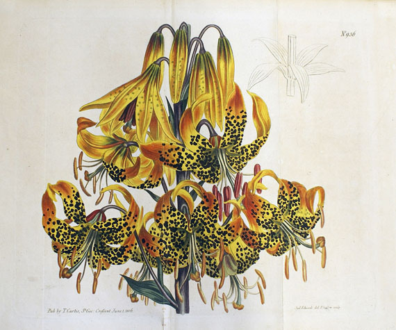  Blumen und Pflanzen - Ca. 290 Bll. Blumen (Weinmann, Blackwell, Redouté etc.). - 