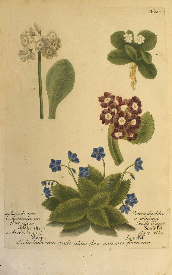  Blumen und Pflanzen - Ca. 290 Bll. Blumen (Weinmann, Blackwell, Redouté etc.). - 