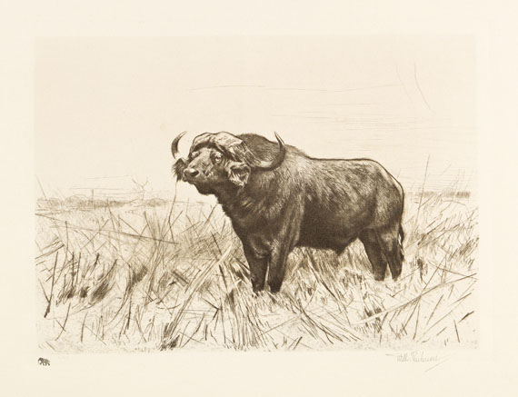 Wilhelm Kuhnert - 3 Bll.: Ruhende Löwen. Afrikanisches Nashorn. Elch - 