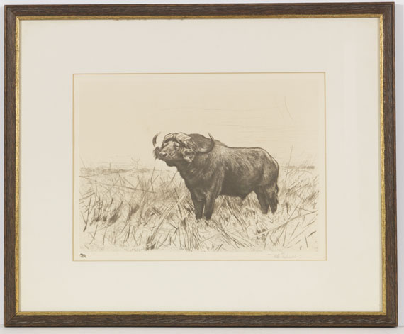 Wilhelm Kuhnert - 3 Bll.: Ruhende Löwen. Afrikanisches Nashorn. Elch - Frame image