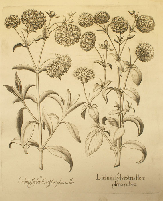 Blumen und Pflanzen - 8 Bll. Blumenkupfer aus Hortus Eystettensis.