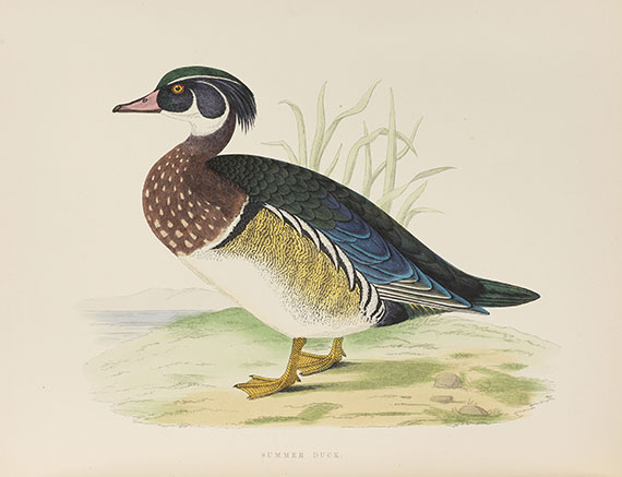 Beverley Robinson Morris - British Game Birds