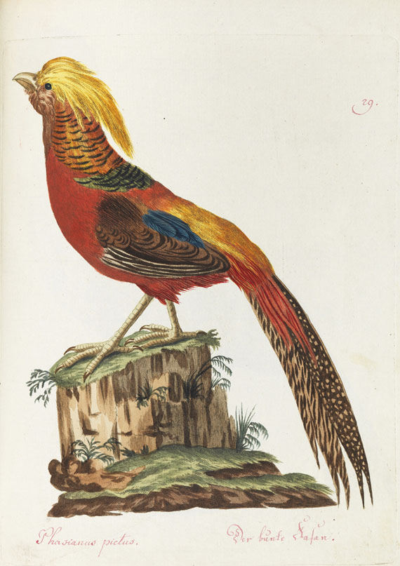 Joachim J. Nepomuk Spalowsky - Beytrag zur Naturgeschichte der Vögel. Bd. I-IV, zus. 4 Bde. - 