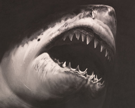 Robert Longo - Untitled (Shark 15)