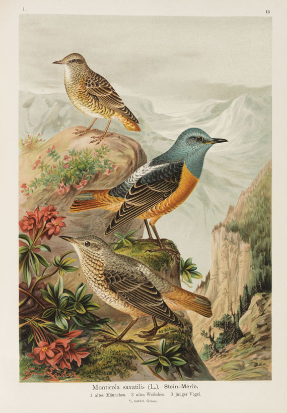 Johann Friedrich Naumann - Naturgeschichte der Vögel. 12 Bände