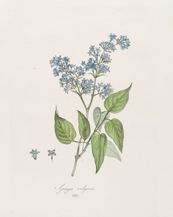 Franz de Paula von Schrank - Flora Monacensis. Bände 2-4 in 3 Bänden - 