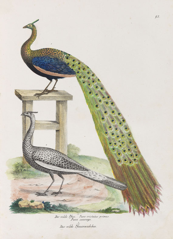 Heinrich Rudolf Schinz - Naturgeschichte der Vögel. 2 Bde.
