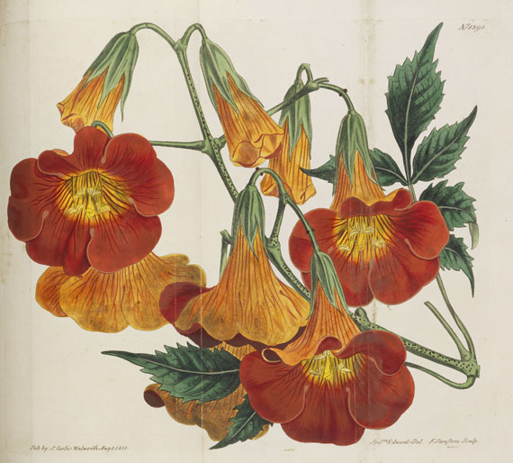 William Curtis - Botanical Magazine, Bd. 1-53 in 40 Bänden - 