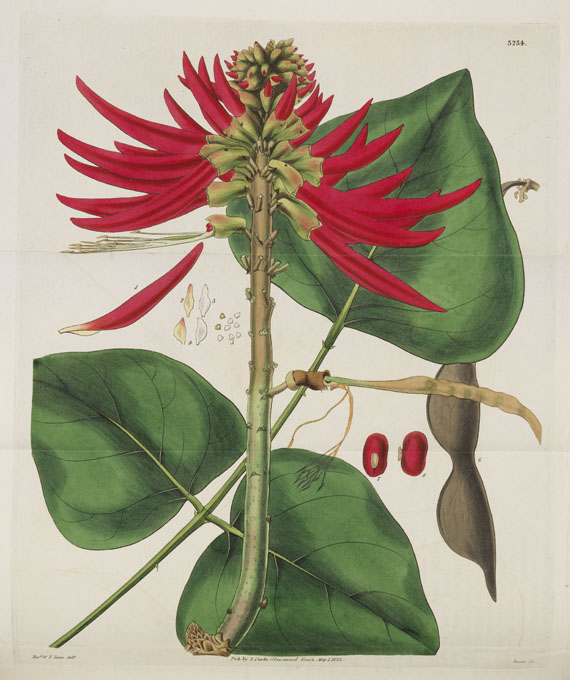 William Curtis - Botanical Magazine, Bd. 1-53 in 40 Bänden - 