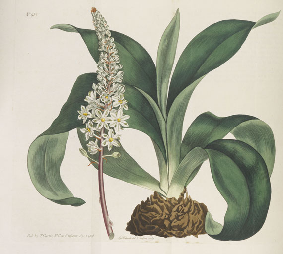 William Curtis - Botanical Magazine, Bd. 1-53 in 40 Bänden