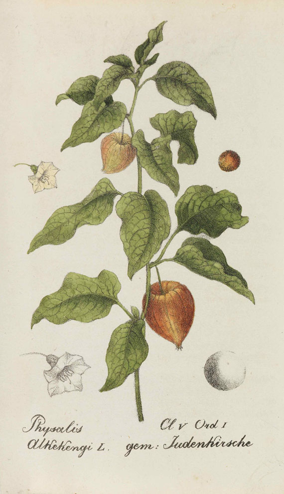 Johannes Jacob Hegetschweiler - Sammlung von Schweizer Pflanzen. 10 Bände