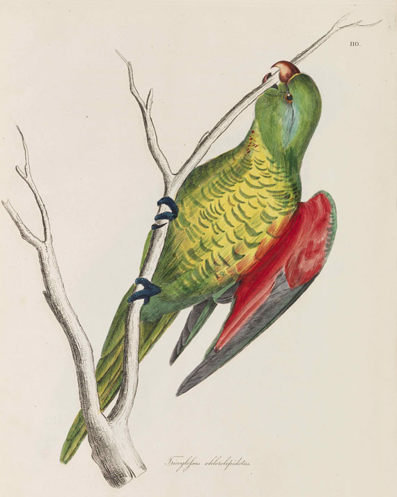 William Jardine - Illustrations of Ornithology