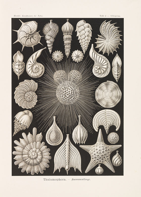Ernst Haeckel - Kunstformen der Natur. 2 Kassetten - 
