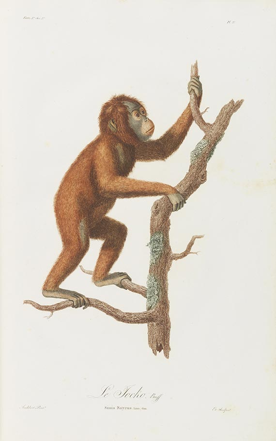 Jean Baptiste Audebert - Histoire naturelle des singes et des makis - 