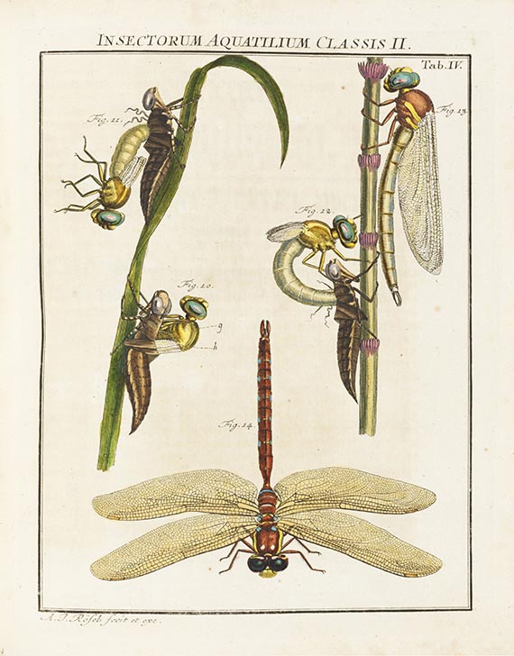 Augustin Johann Rösel von Rosenhof - Insecten-Belustigung. 4 Bände - 