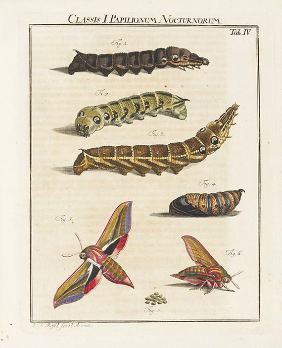 Augustin Johann Rösel von Rosenhof - Insecten-Belustigung. 4 Bände - 