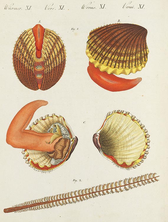 Friedrich Johann Justin Bertuch - Bilderbuch für Kinder. Bde. I-XI sowie Funke, Bde. I-XXIV. 10 Beigaben. - 