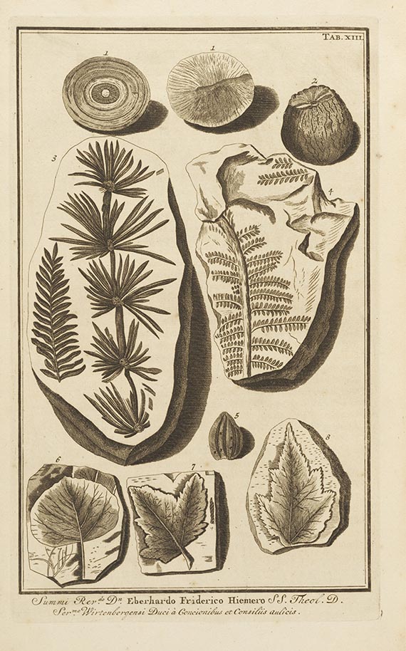 Johann Jakob Scheuchzer - Herbarium Diluvianum collectum. 2 Bände in 1 - 