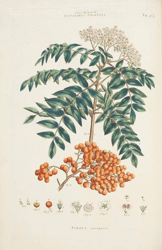 John Miller - Illustratio systematis sexualis Linneai - 