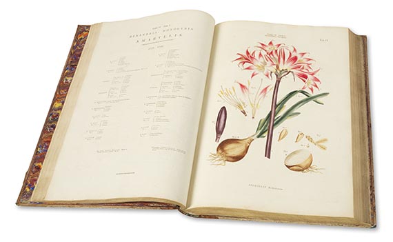 John Miller - Illustratio systematis sexualis Linneai - 