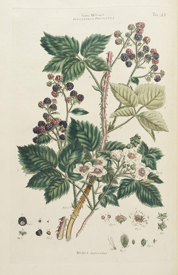 John Miller - Illustratio systematis sexualis Linneai - 