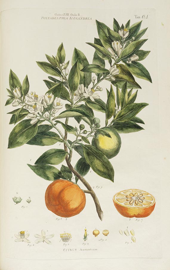 John Miller - Illustratio systematis sexualis Linneai - 