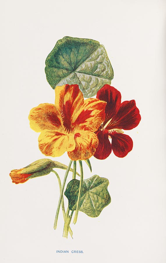  Botanik - Sammlung botanischer Werke von Martyn, Thornton und Hulme