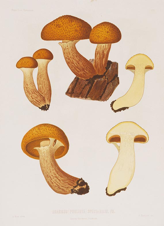 Elias Magnus Fries - Icones selectae Hymenomycetum nondum delineatorum. 2 Bde. in 18 Lieferungen - 